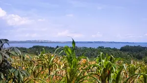 Entebbe Airport View Buwaya
