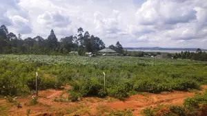 Entebbe Buwaya Titled Land on Sale