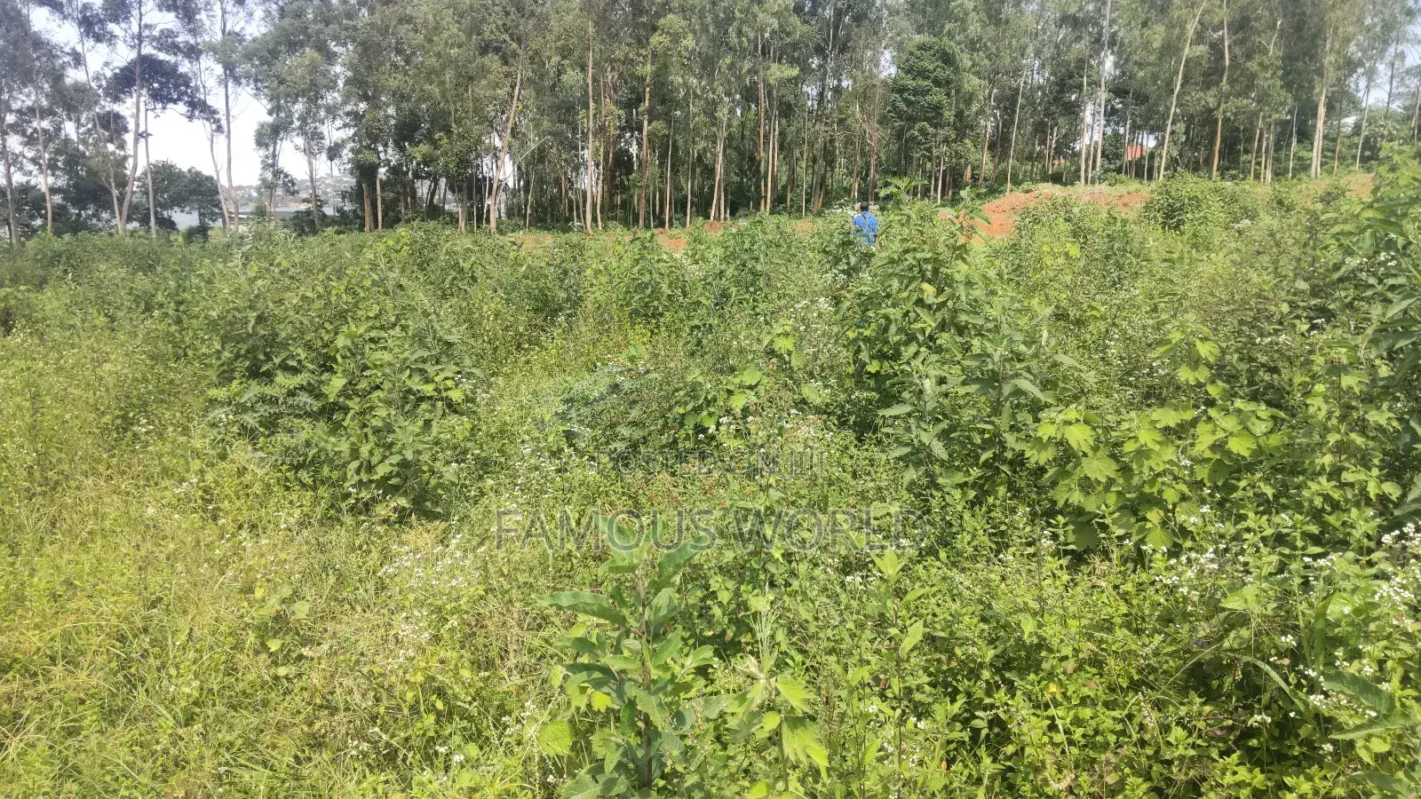 Entebbe Buwaya Titled Land on Sale