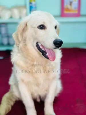 3-6 months Male Purebred Golden Retriever