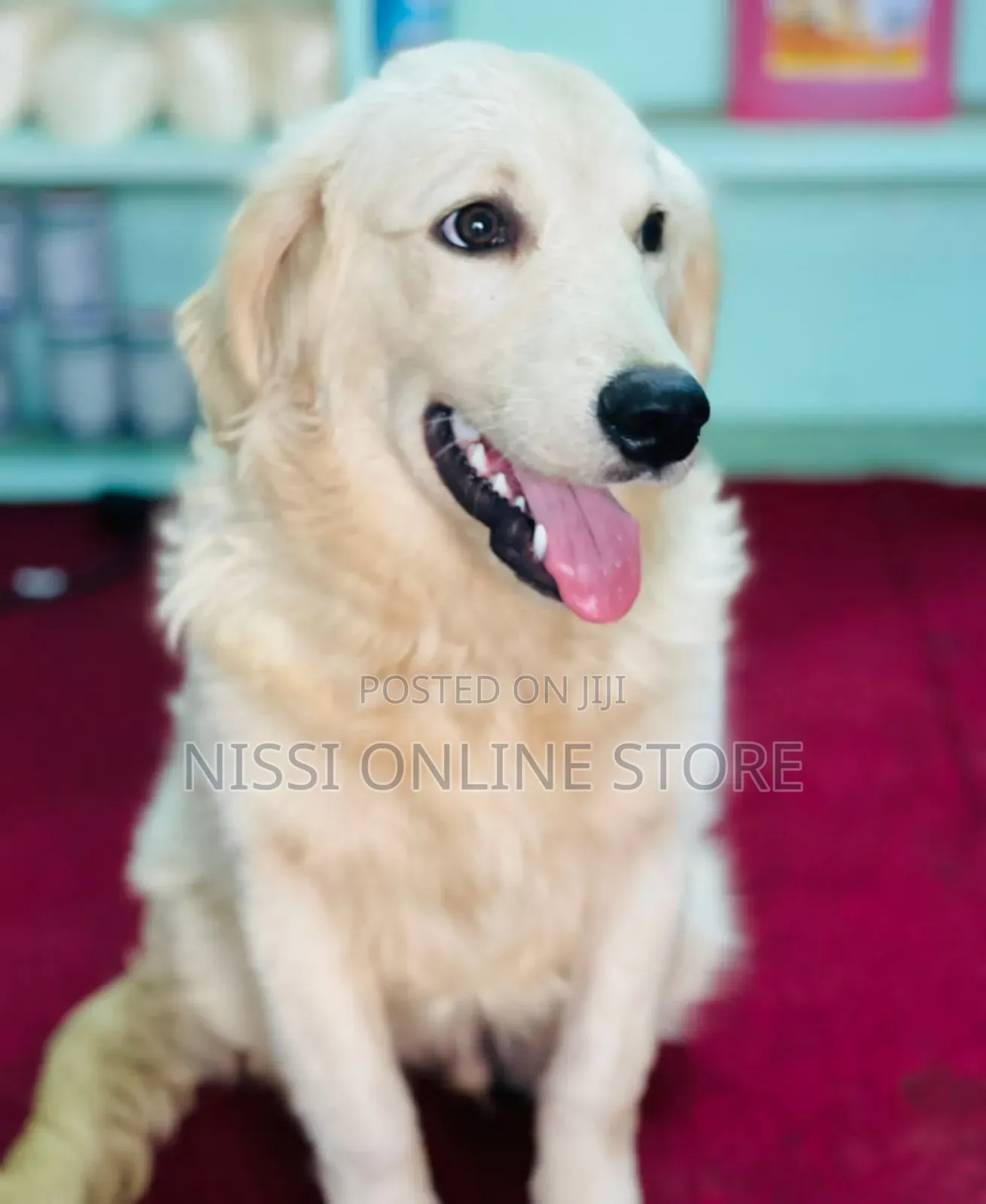3-6 months Male Purebred Golden Retriever