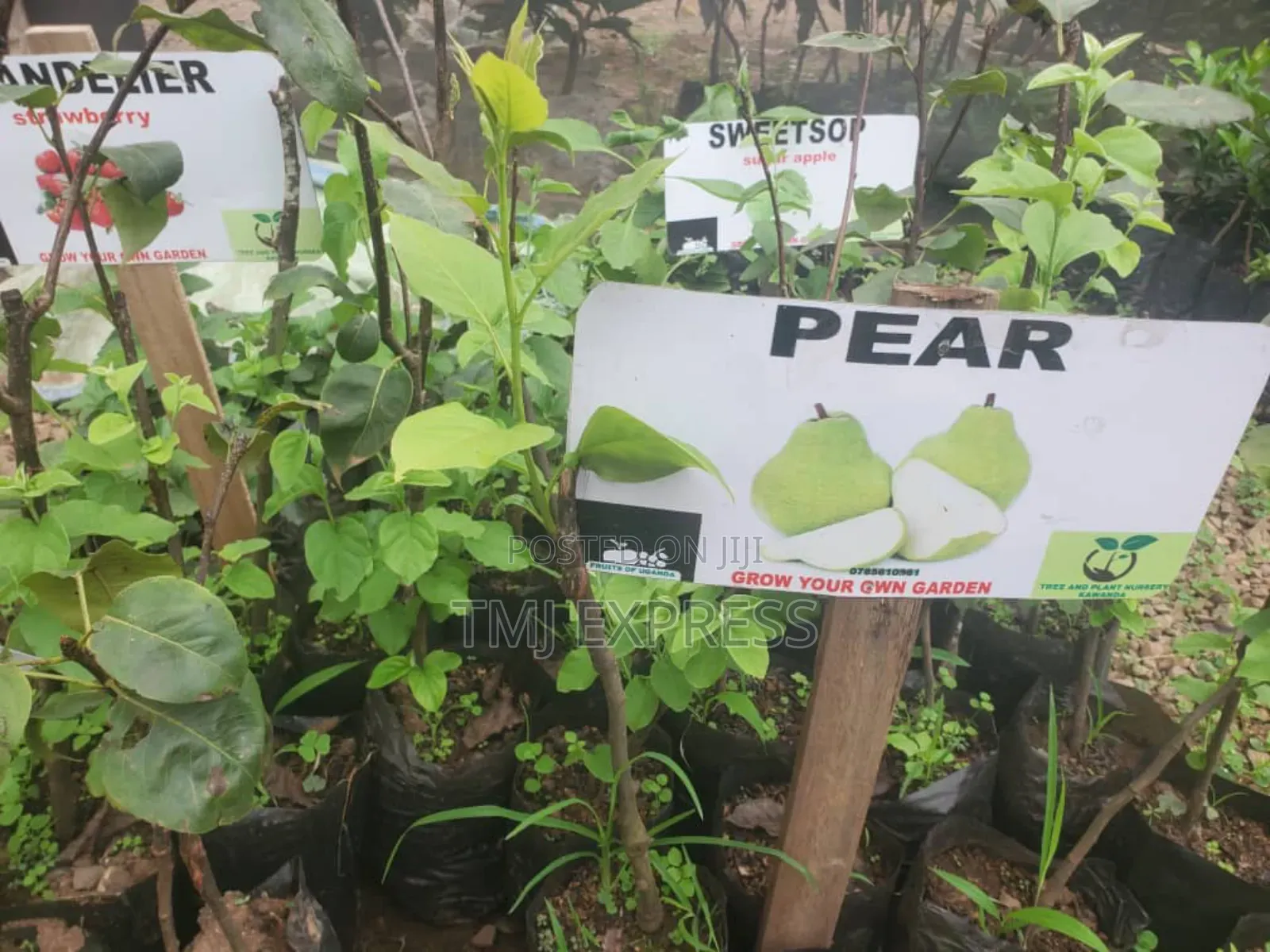 Pear Seedlings