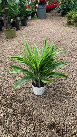 Office Plant Maintenance