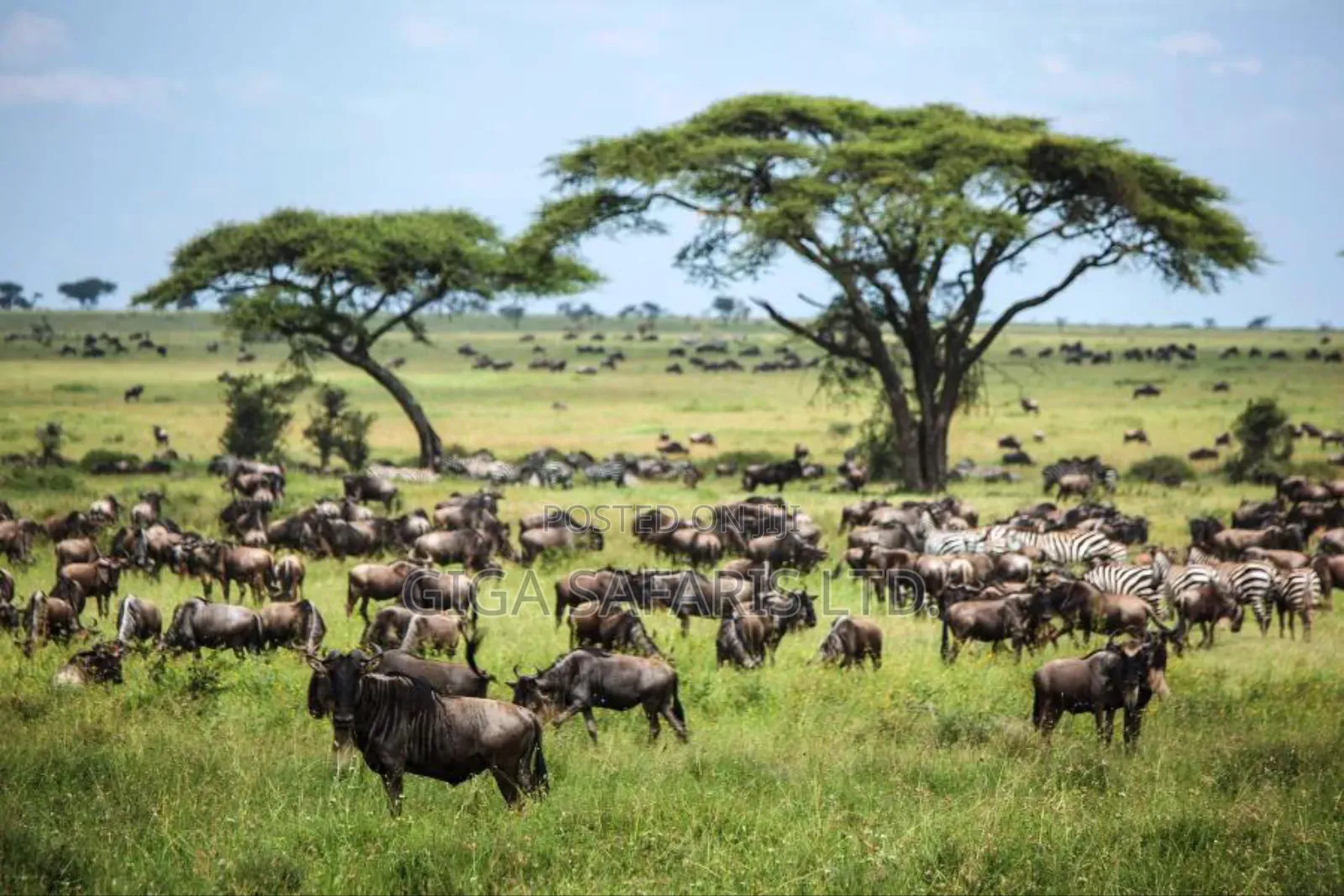 Giga Safaris Uganda Group of Company and Investments LTD