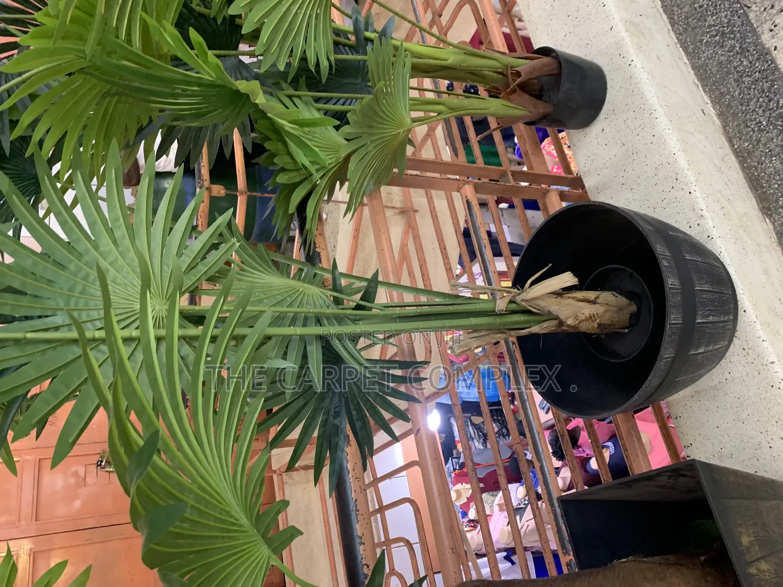 Home Decoration Plants Each Piece