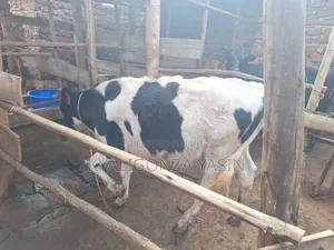 Super Heifer