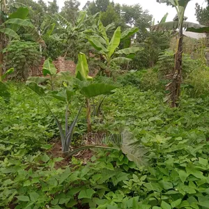Plot at Matugga Kigogwa