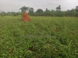50/100 Plots on Sale at Kampiringisa Kajjaga