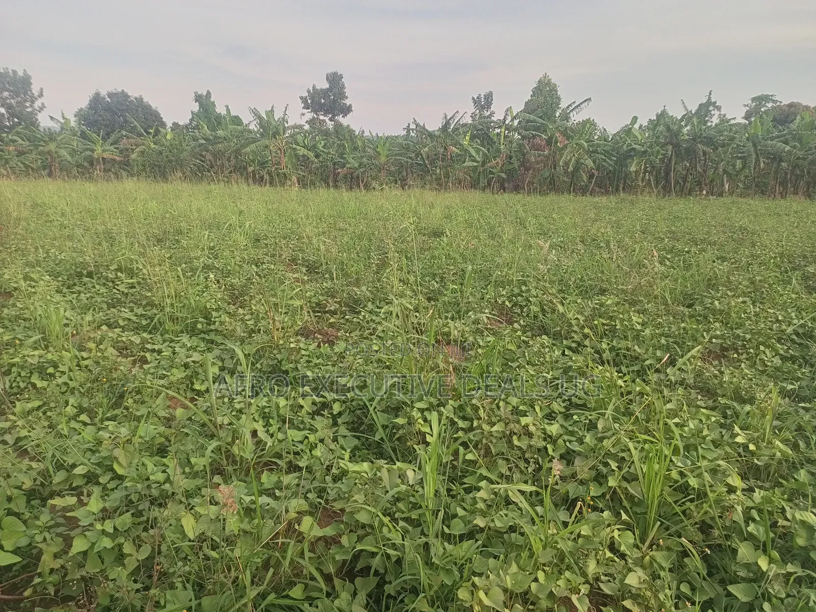 50/100 Plots on Sale at Kampiringisa Kajjaga