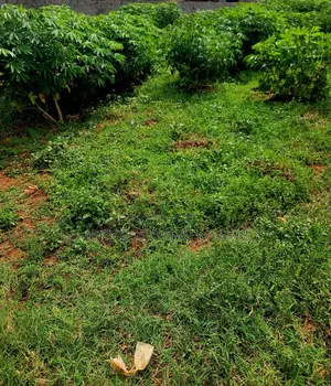 Photo - Kira Land on Sale