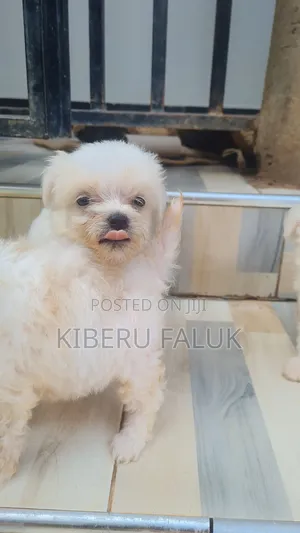 Photo - 1-3 months Female Purebred Maltese