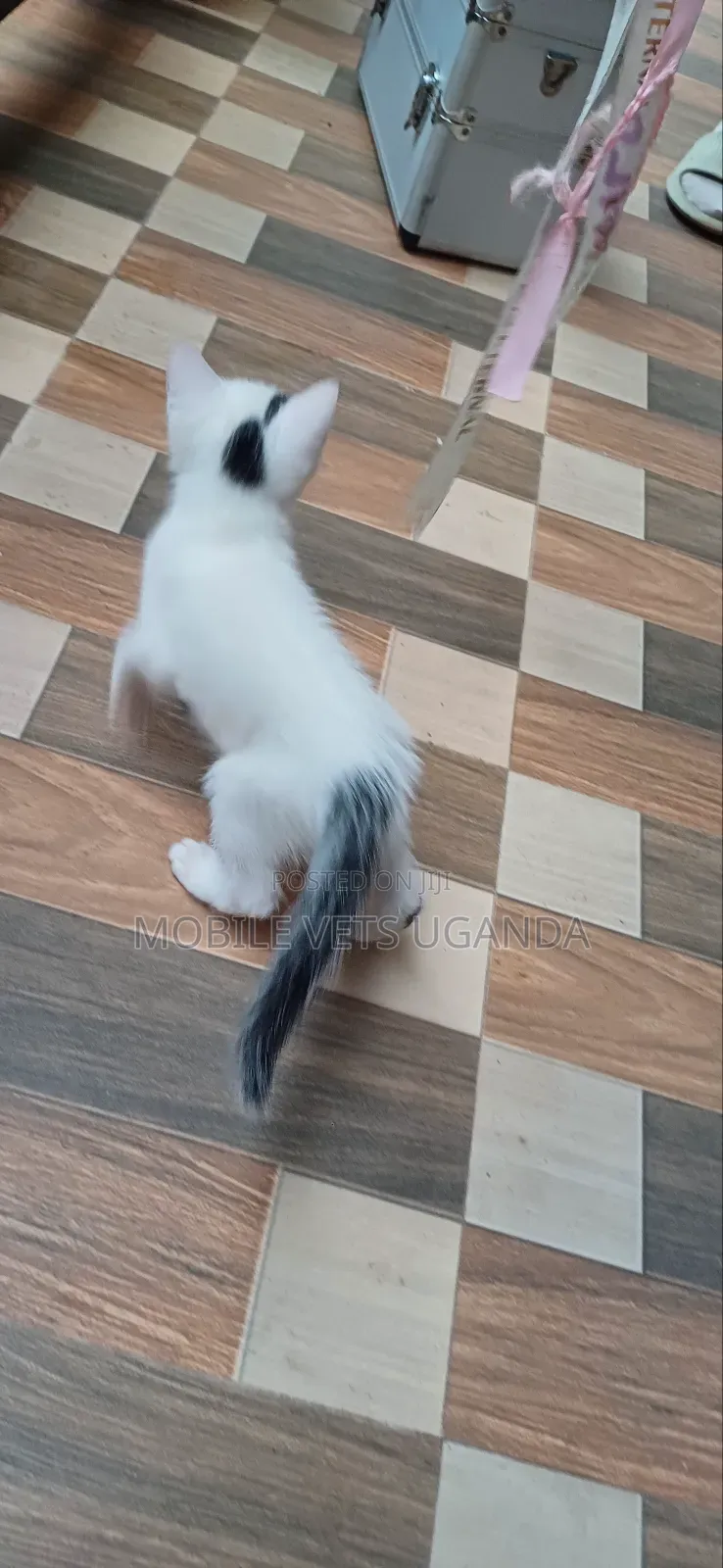 3-6 months Male Purebred Cymric