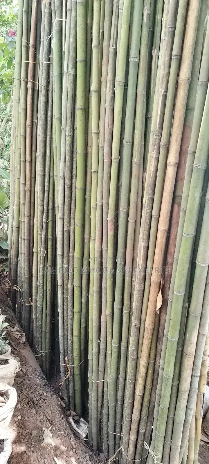 Bamboo Seller