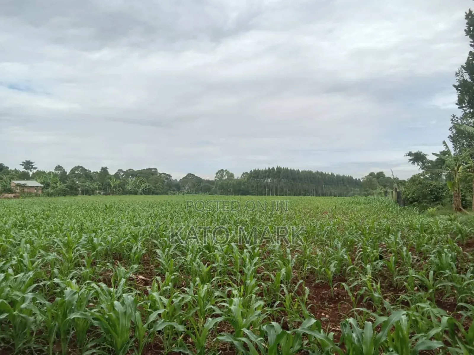 10 Acres for Sale at Mukono Kiyunga