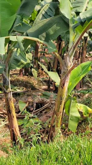 Katale Plot for Sale