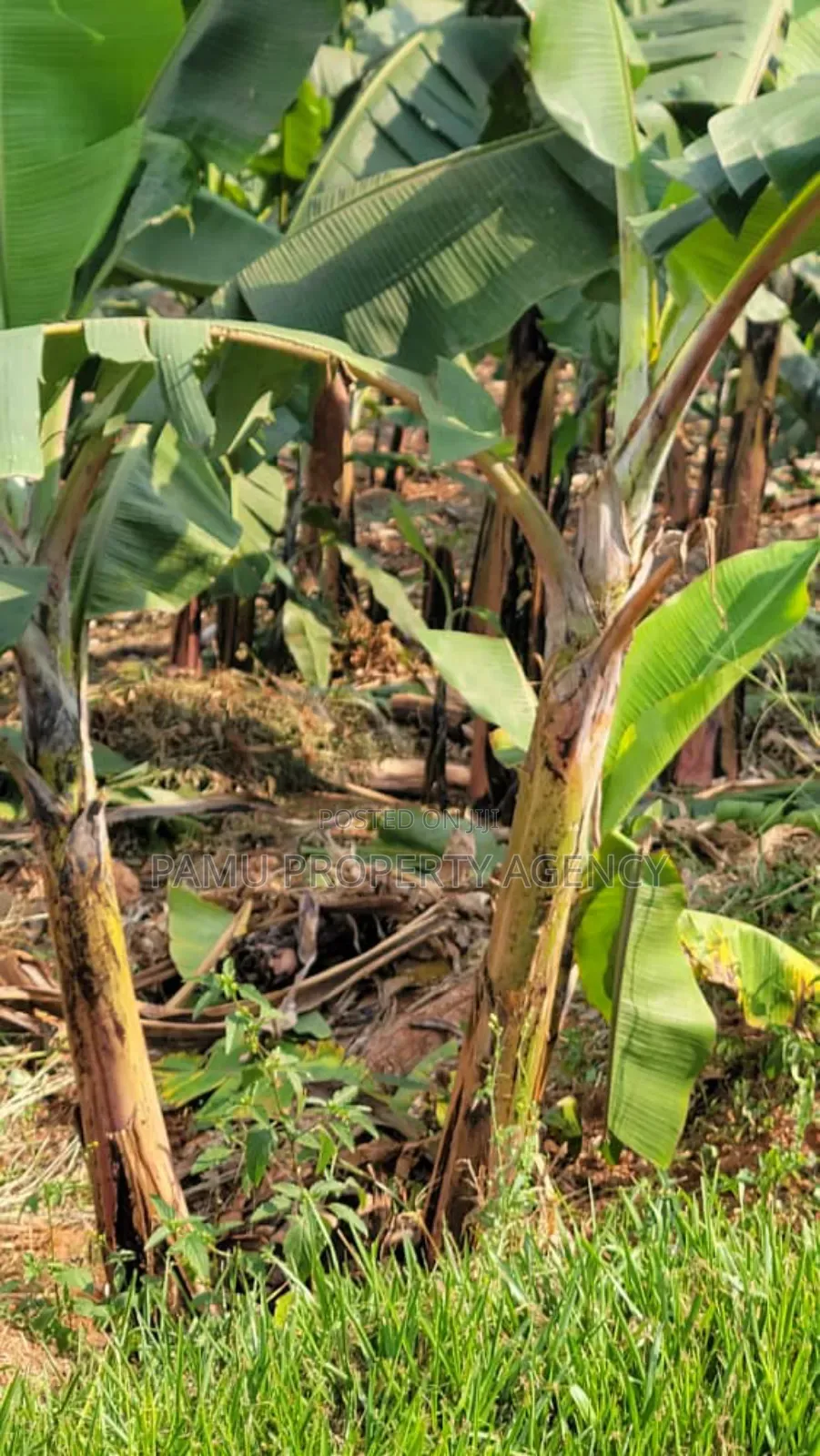 Katale Plot for Sale