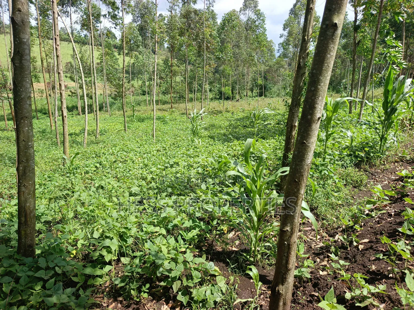 Residential Land on Sale