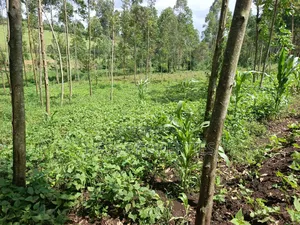 Residential Land on Sale