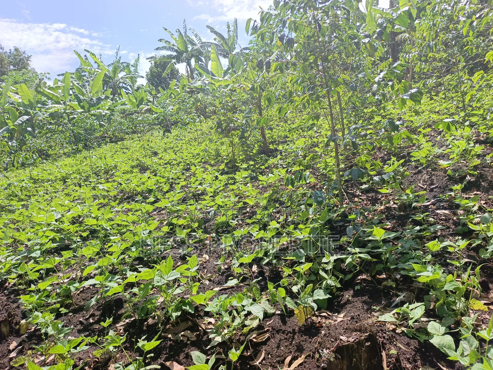 Residential Land on Sale