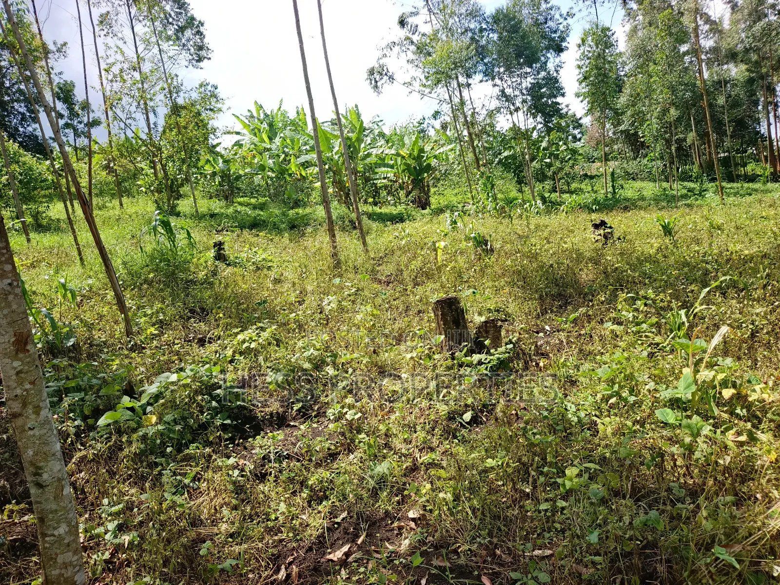 Residential Land on Sale