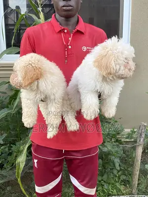 1-3 months Female Purebred Maltese
