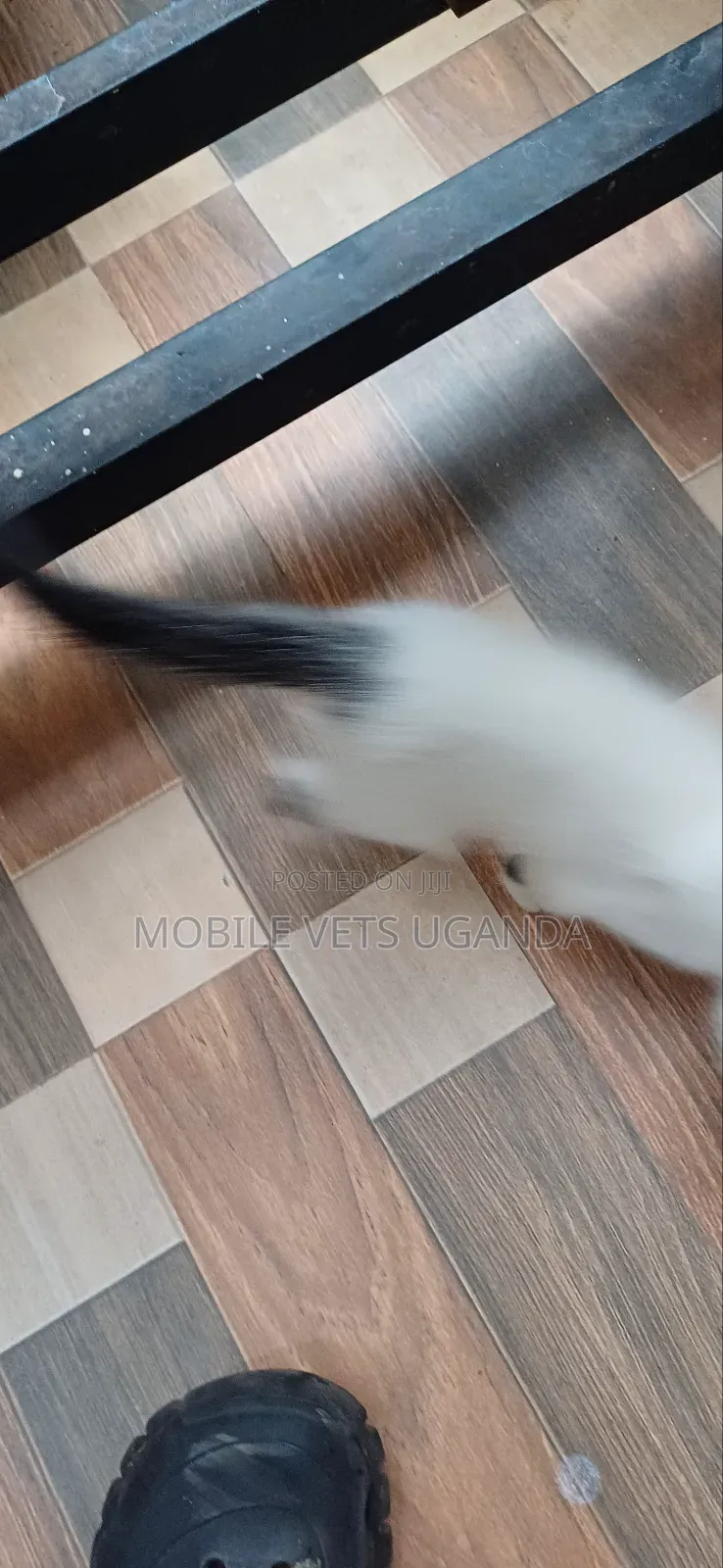 1-3 months Female Purebred Birman