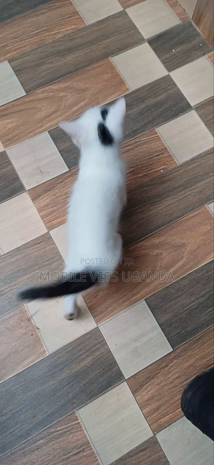 1-3 months Male Purebred Ocicat