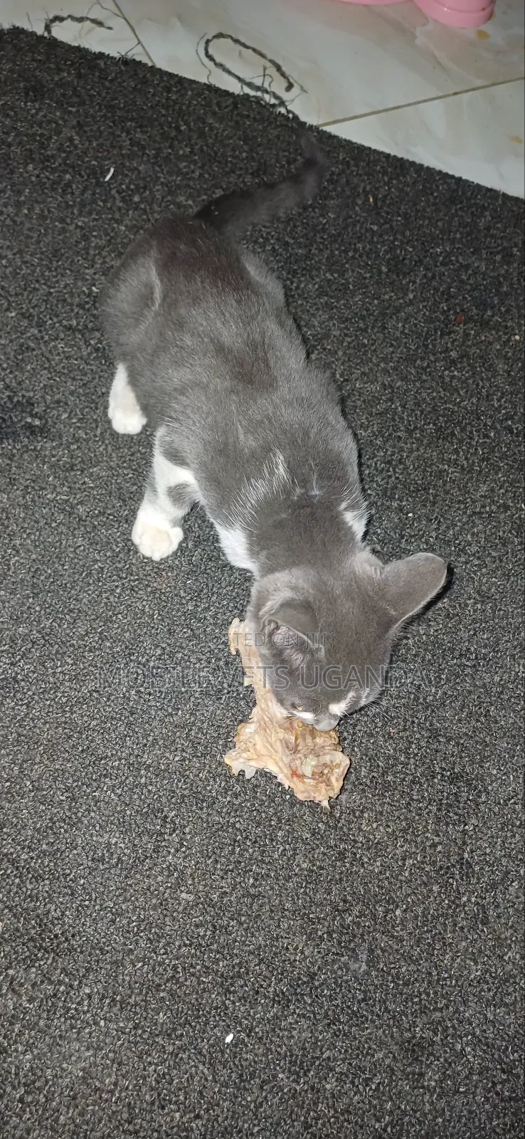 3-6 months Male Purebred Korat