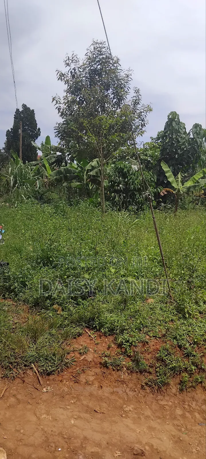 80 Acres of Land for Sale