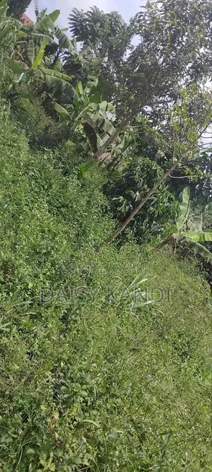 80 Acres of Land for Sale