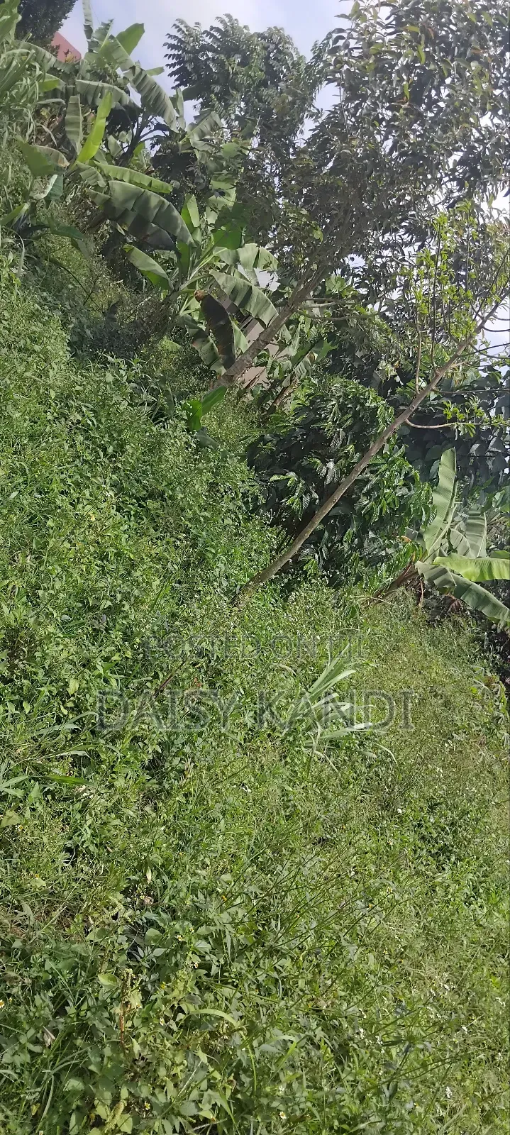 80 Acres of Land for Sale