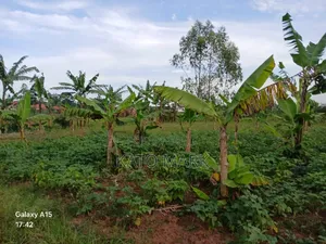 5 Acres for Sale Located at Mukono Nkokonjeru