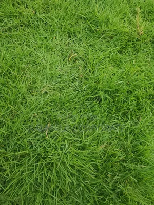 Compound Grass Offer Free Planting