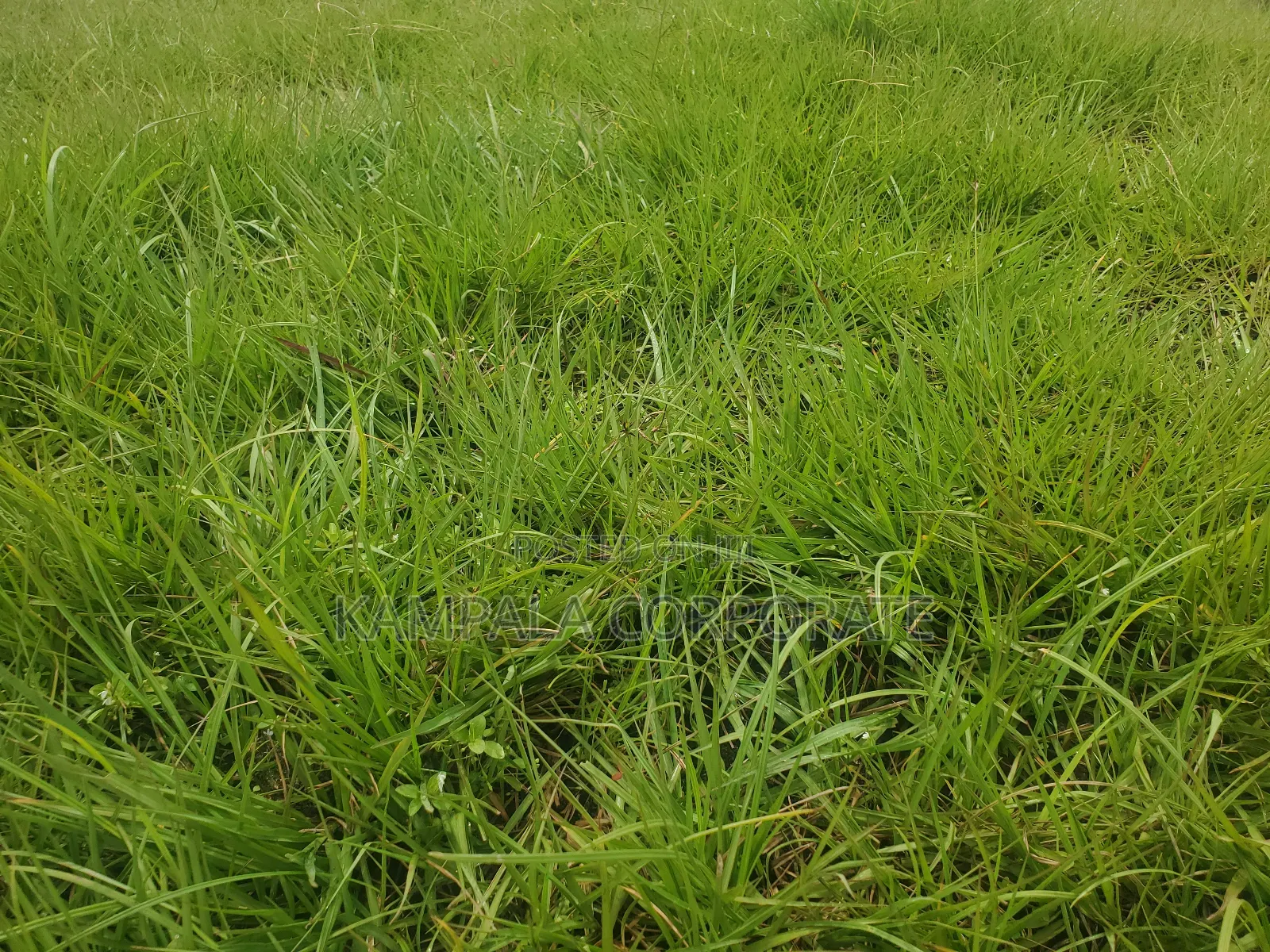 Natural Grass Carpet Grass. Free Planting