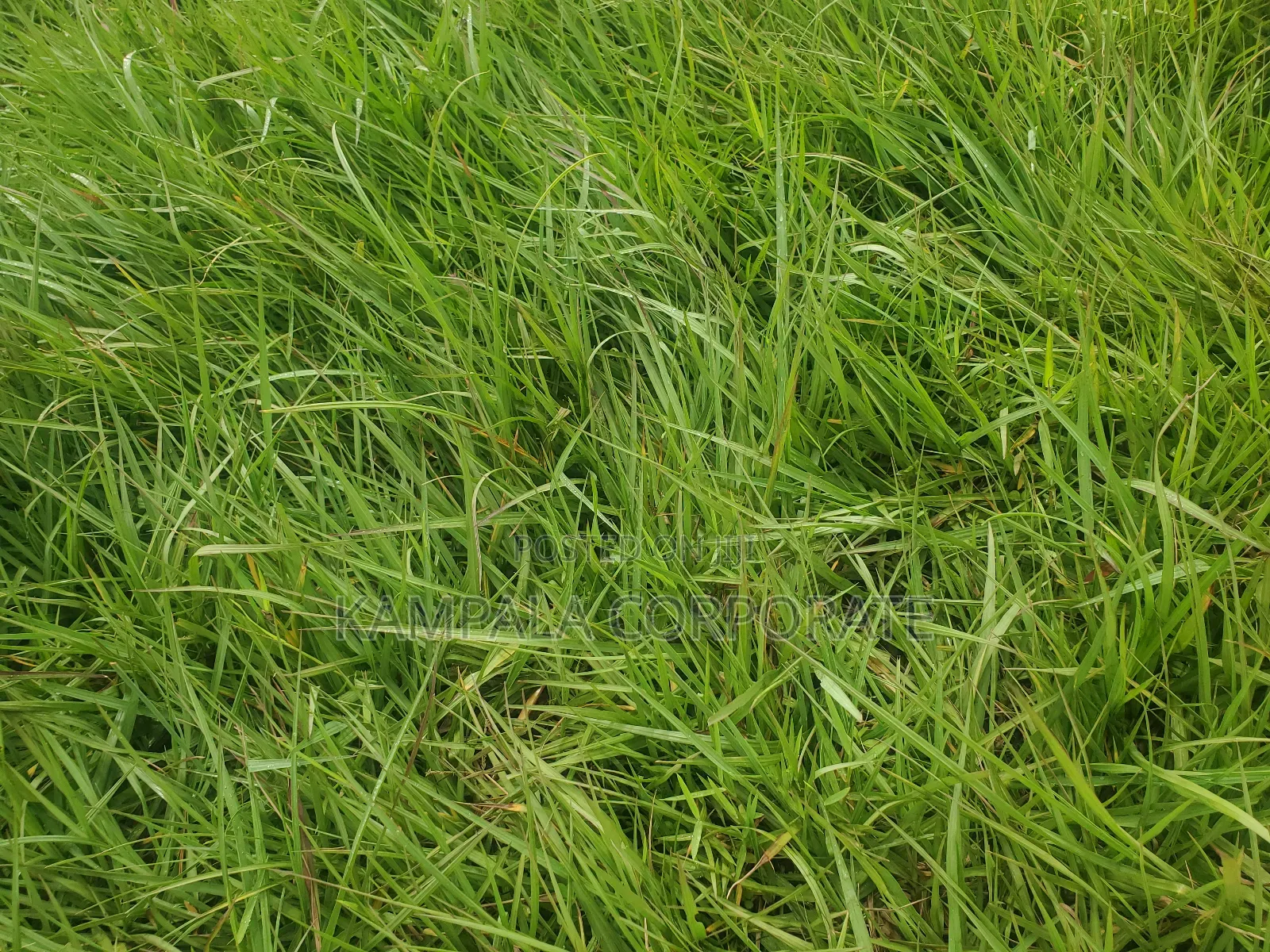 South African Grass and Paspalum Free Planting