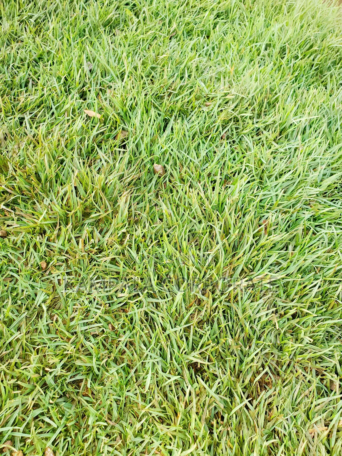 Types of Compound Grass for Sale