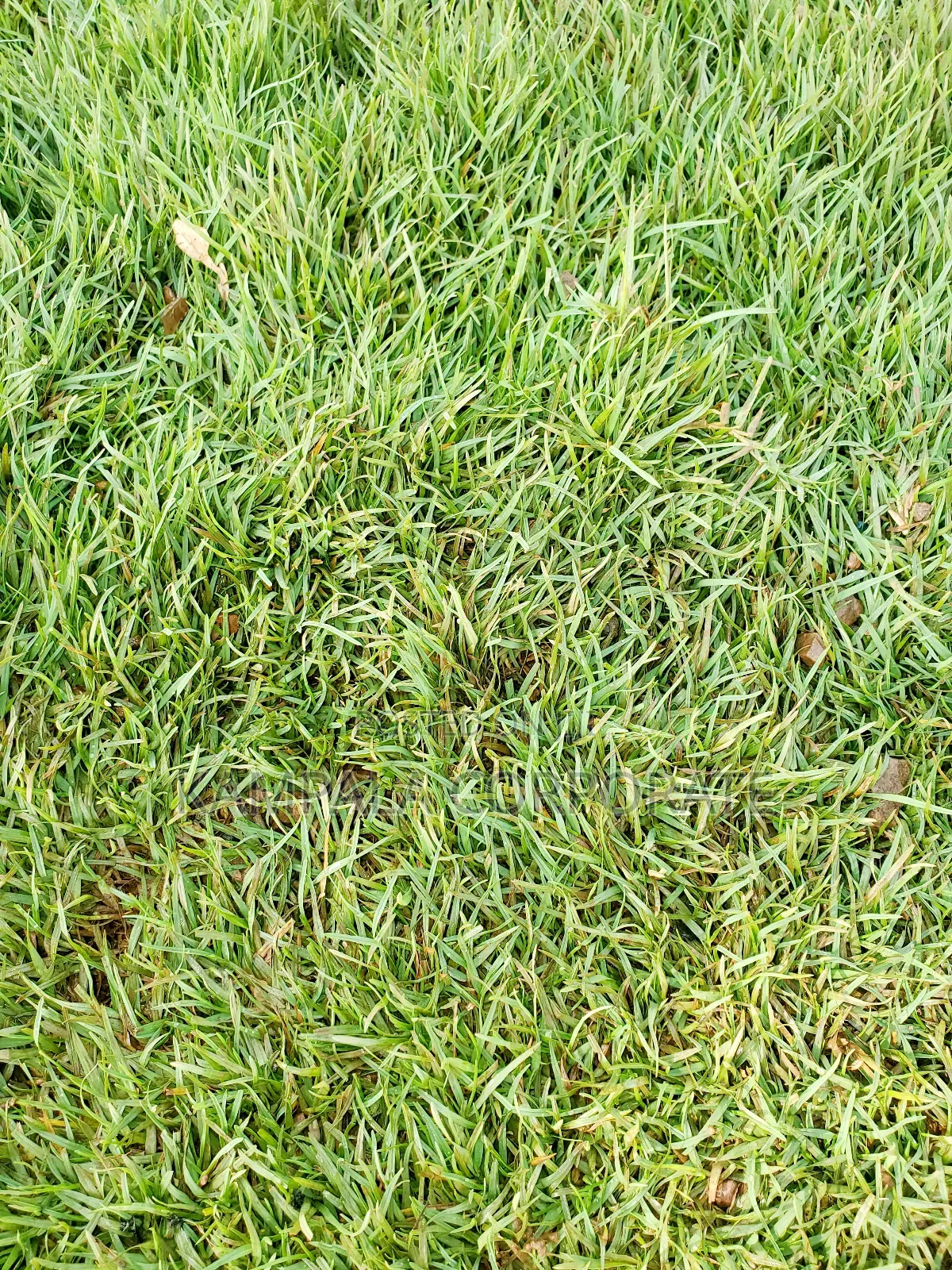 Paspalum Grass for Sale (Free Planting Offer