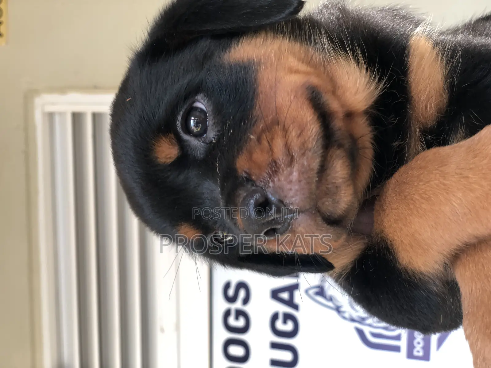 1-3 months Female Purebred Rottweiler