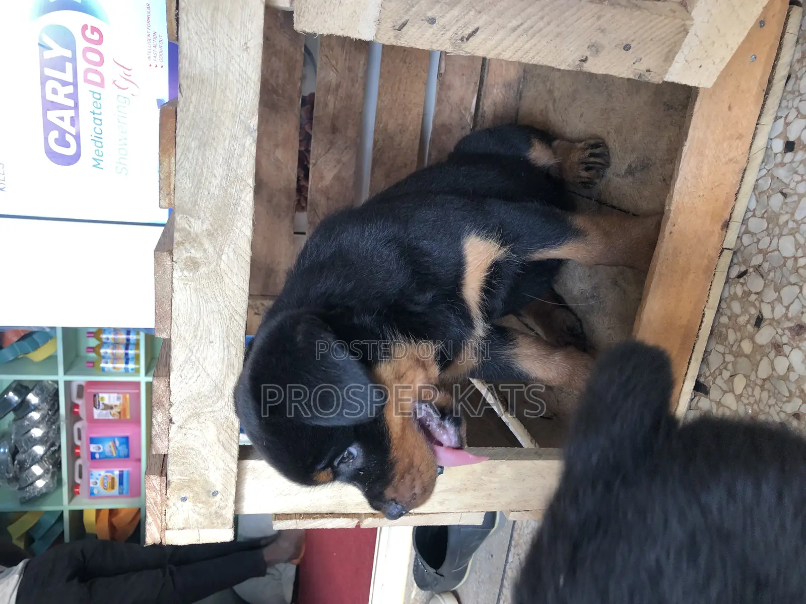 1-3 months Female Purebred Rottweiler