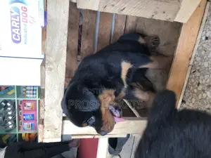 1-3 months Female Purebred Rottweiler