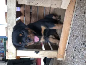 1-3 months Female Purebred Rottweiler