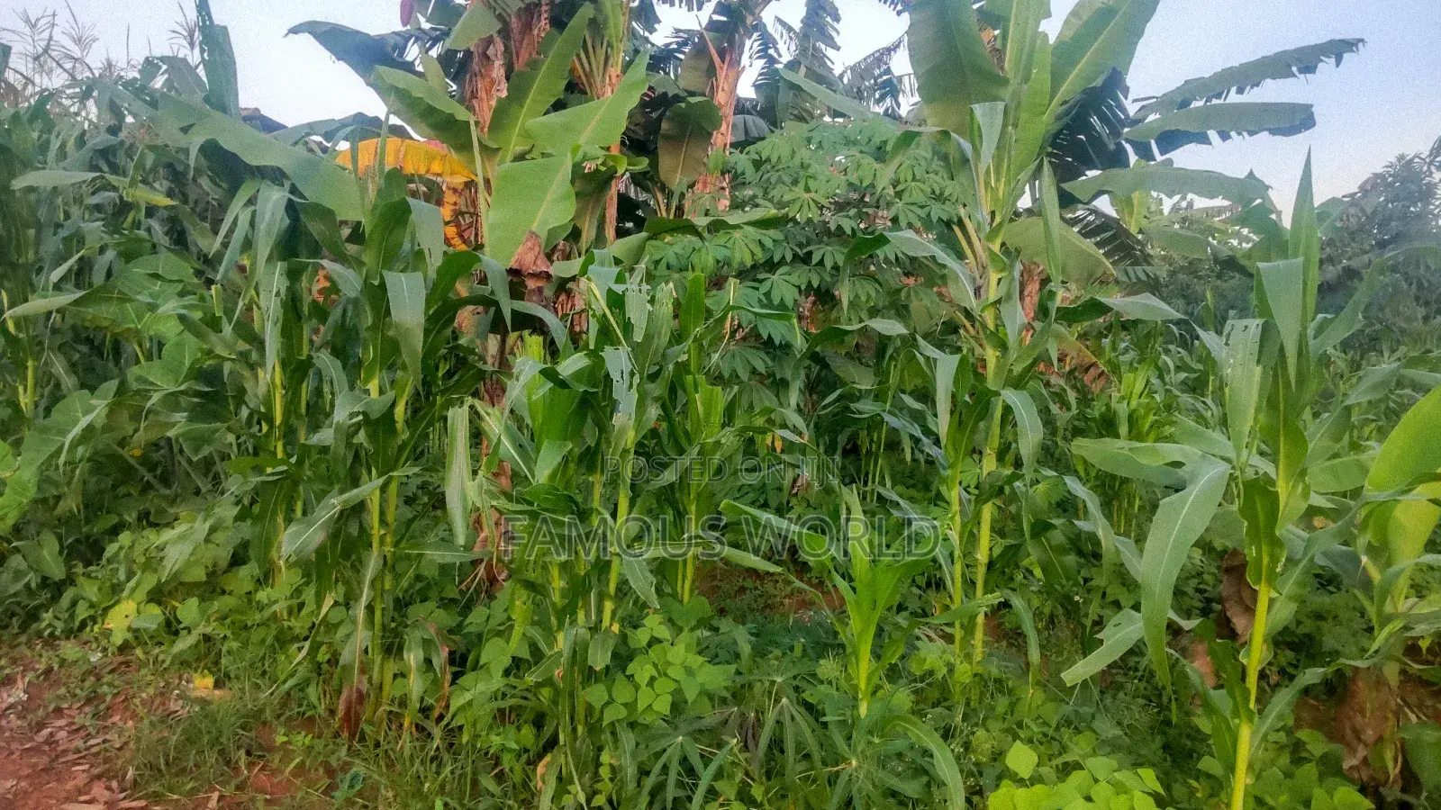 Entebbe Nakawuka Jungo Plot for Sale 100ft by 50 Ft