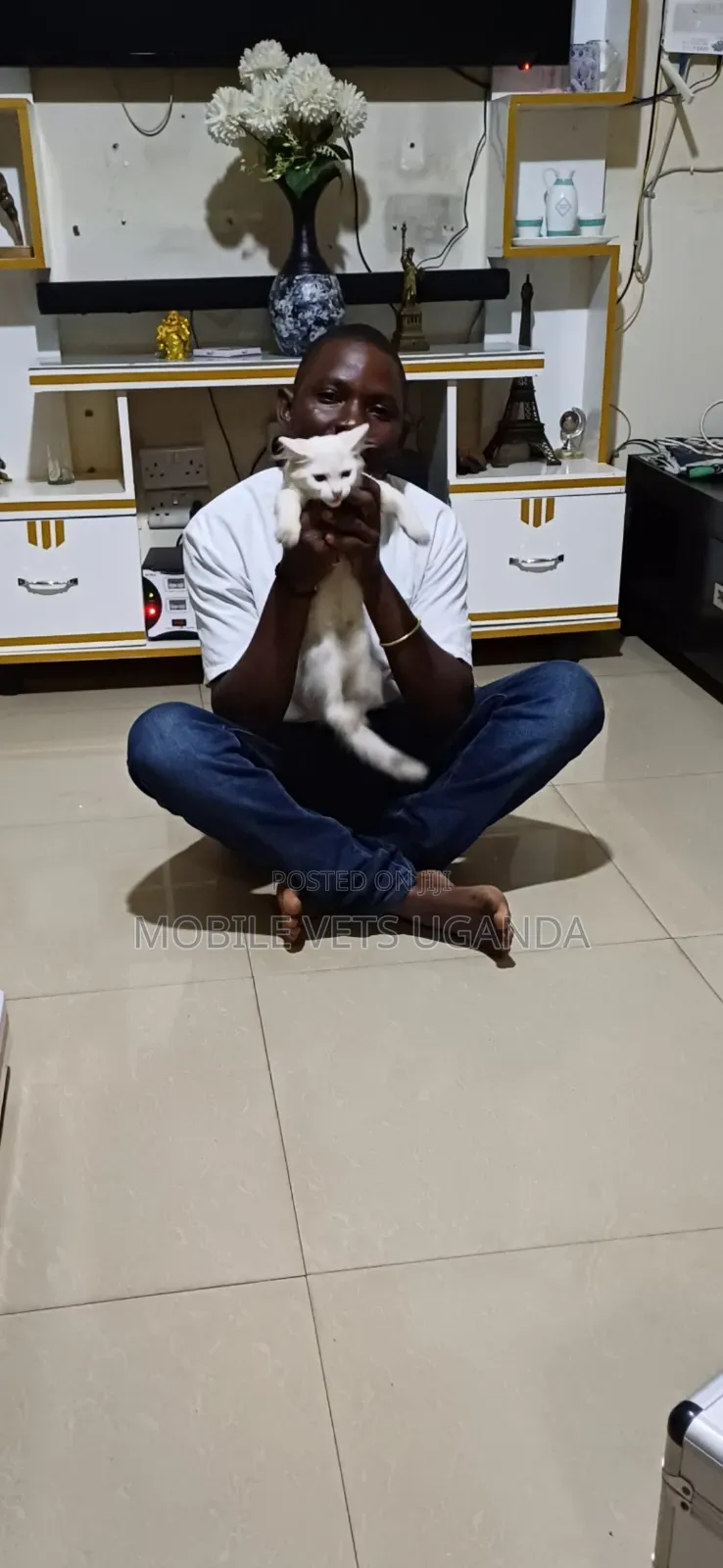 0-1 month Male Purebred Javanese
