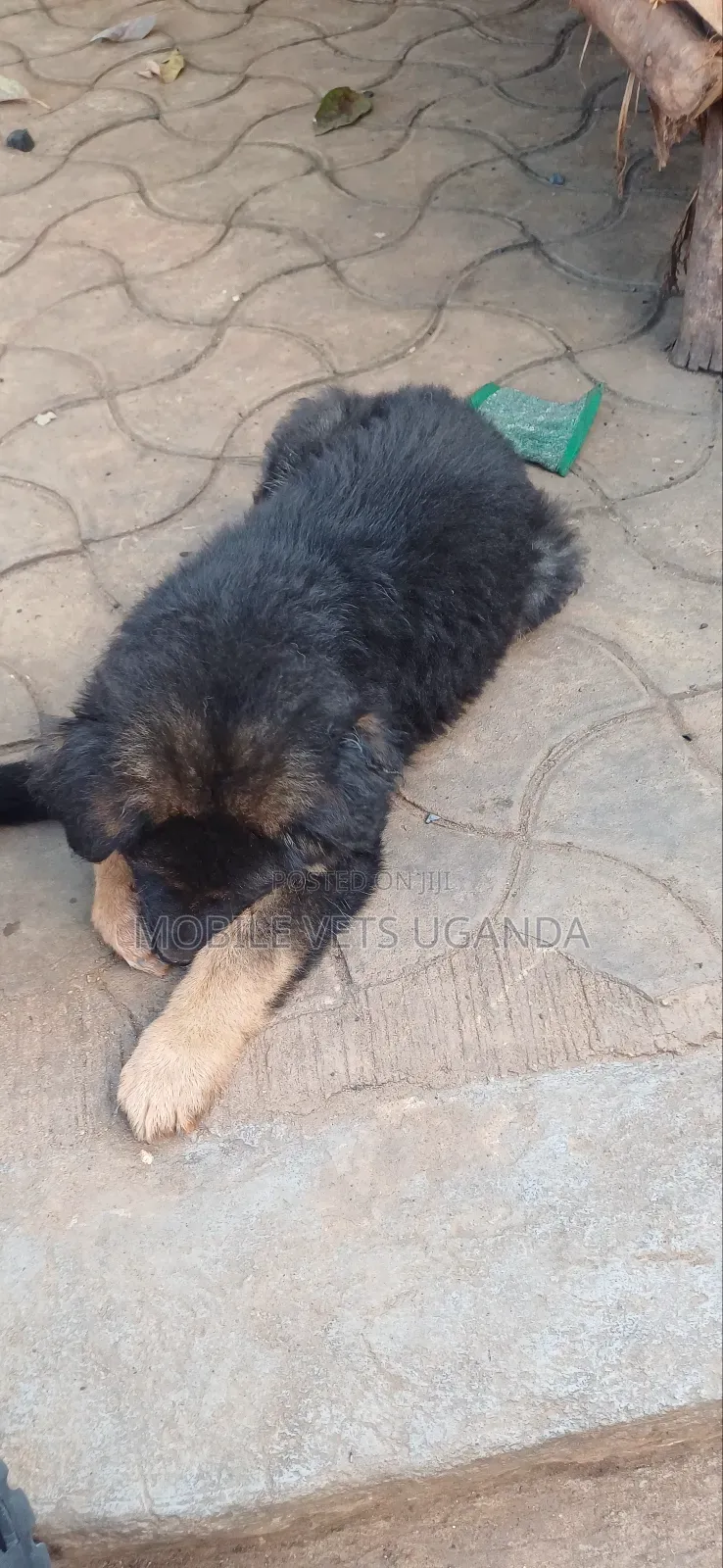 1-3 months Female Purebred German Shepherd
