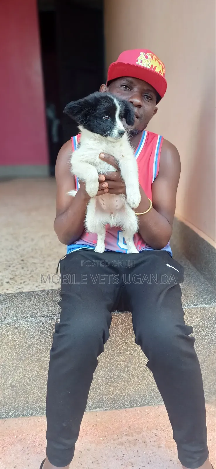 3-6 months Female Purebred Japanese Spitz