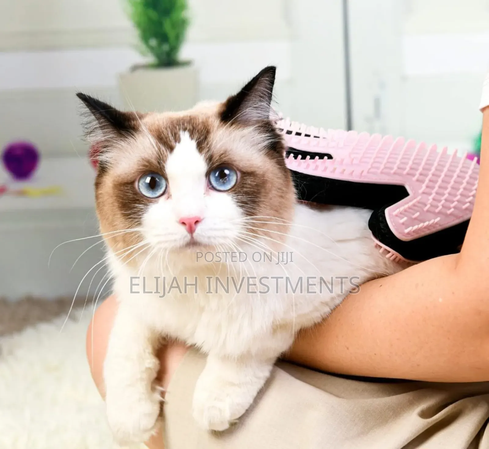 Dog and Cat Hair Hair Grooming and Bathing Glove