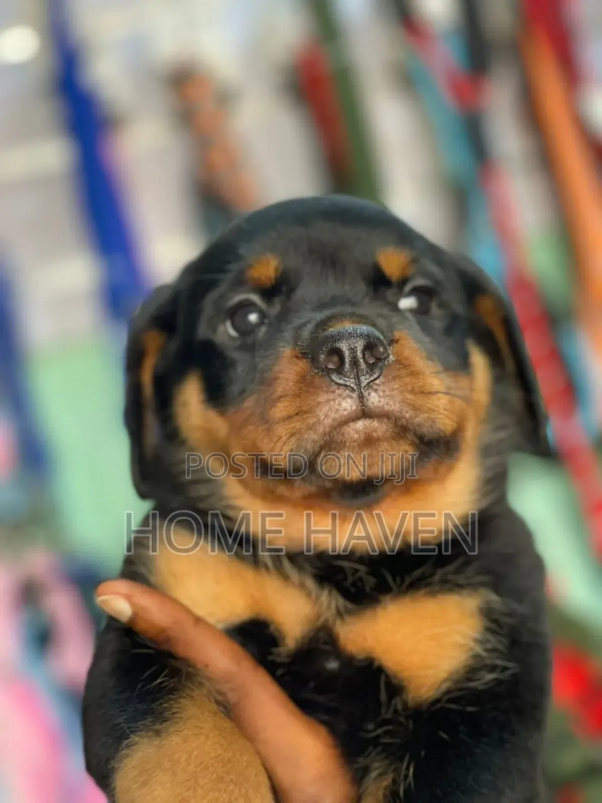 1-3 months Female Purebred Rottweiler