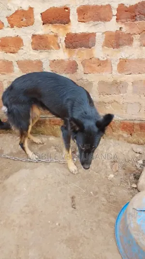 6-12 months Male Purebred German Shepherd