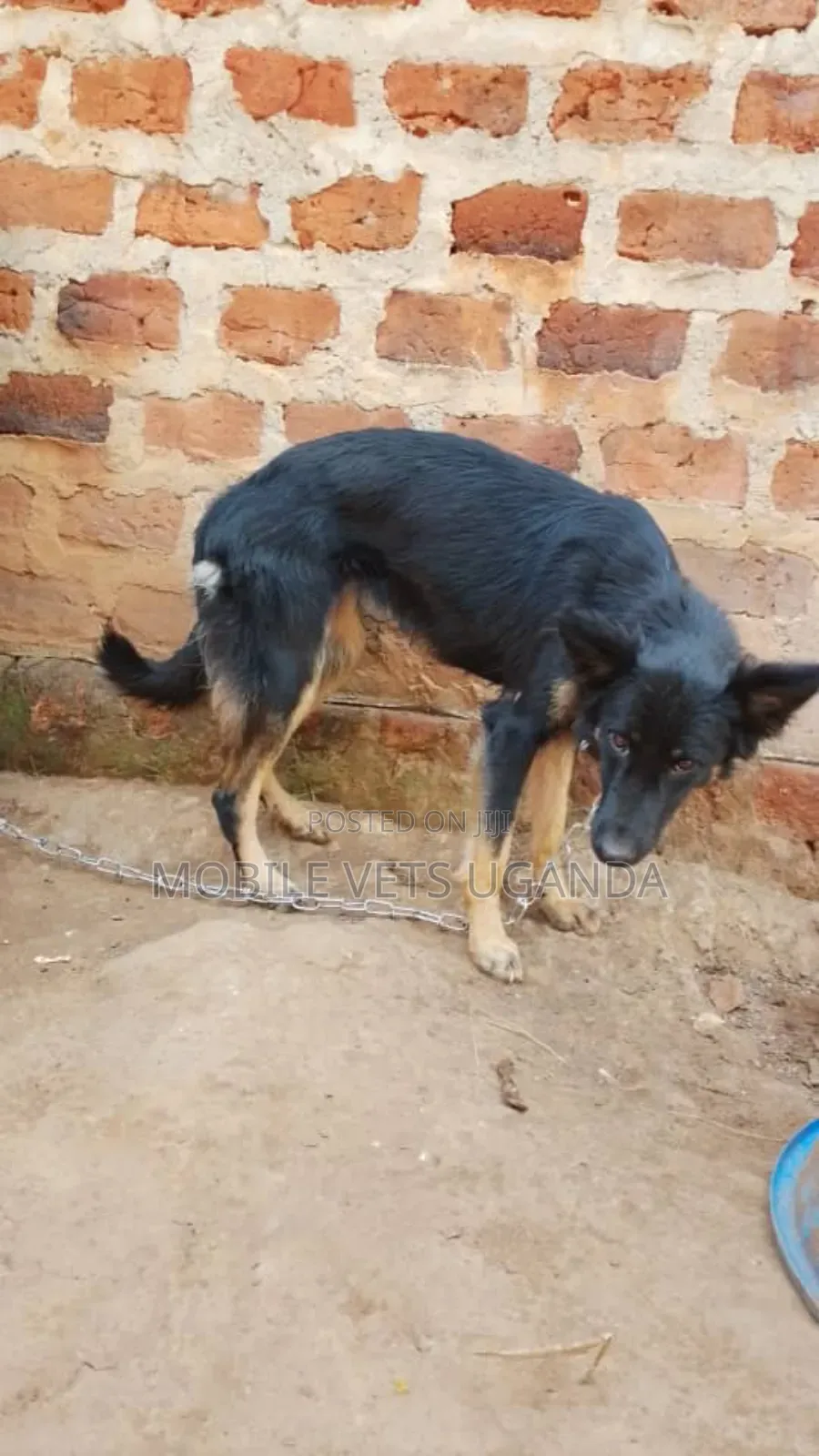 1+ year Female Purebred German Shepherd