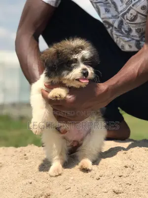 3-6 months Female Purebred Maltese Shih Tzu